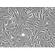 Mouse Adipose-Derived Stem Cells-brown fat (MADSC-bf)